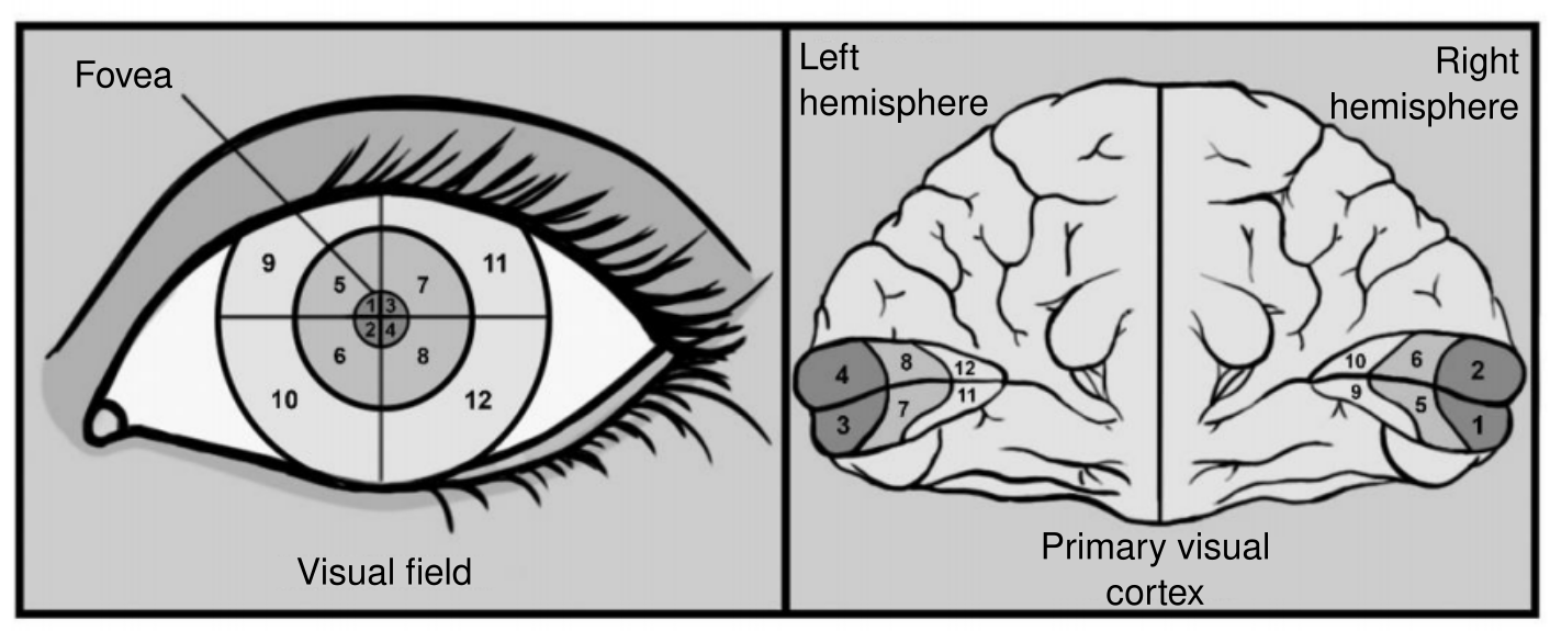 fovea